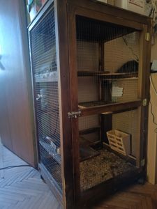 Стандартная шиншилла серого окраса