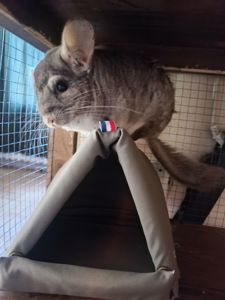 Стандартная шиншилла серого окраса