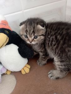 Солоденькі дівчатка скоттиш фолд Золота шиншила