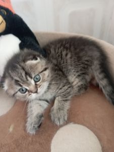 Солоденькі дівчатка скоттиш фолд Золота шиншила