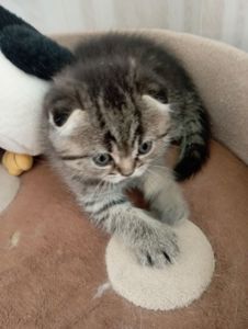 Солоденькі дівчатка скоттиш фолд Золота шиншила