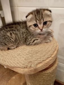 Солоденькі дівчатка скоттиш фолд Золота шиншила