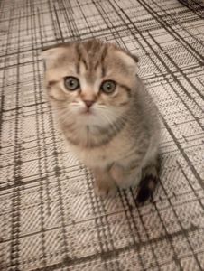 Солоденькі дівчатка скоттиш фолд Золота шиншила