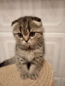 Солоденькі дівчатка скоттиш фолд Золота шиншила