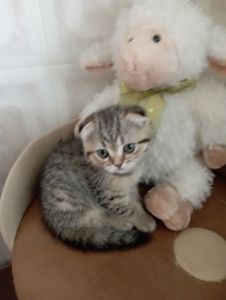 Солоденькі дівчатка скоттиш фолд Золота шиншила