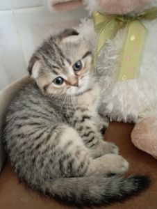 Солоденькі дівчатка скоттиш фолд Золота шиншила