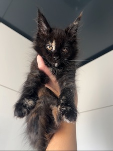 Котята мейнкун хлопці/дівчата