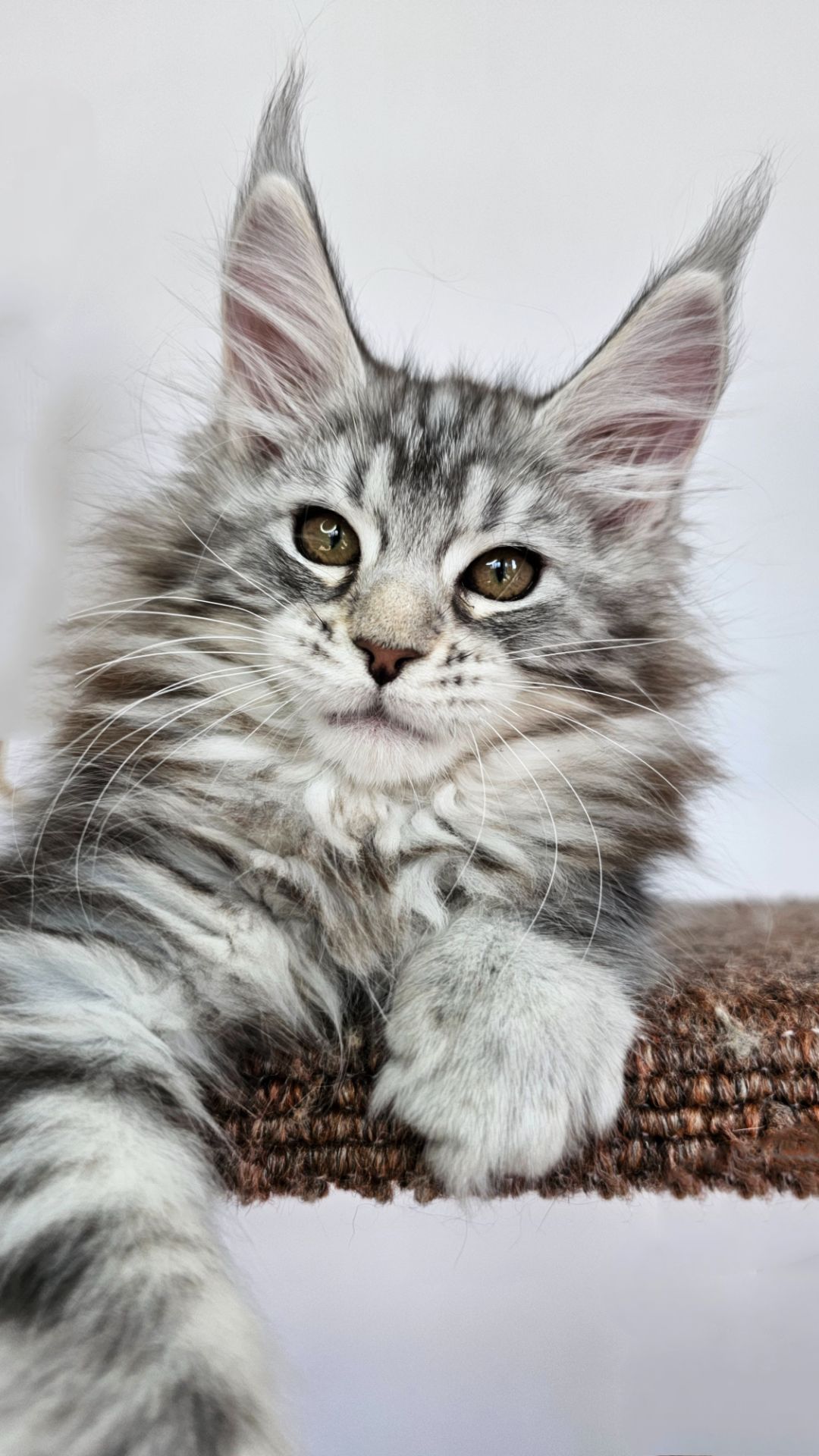 Кошенята породи Мейн кун