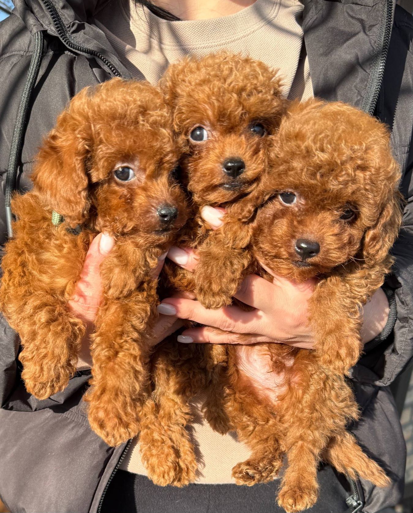 Цуценята той пуделя