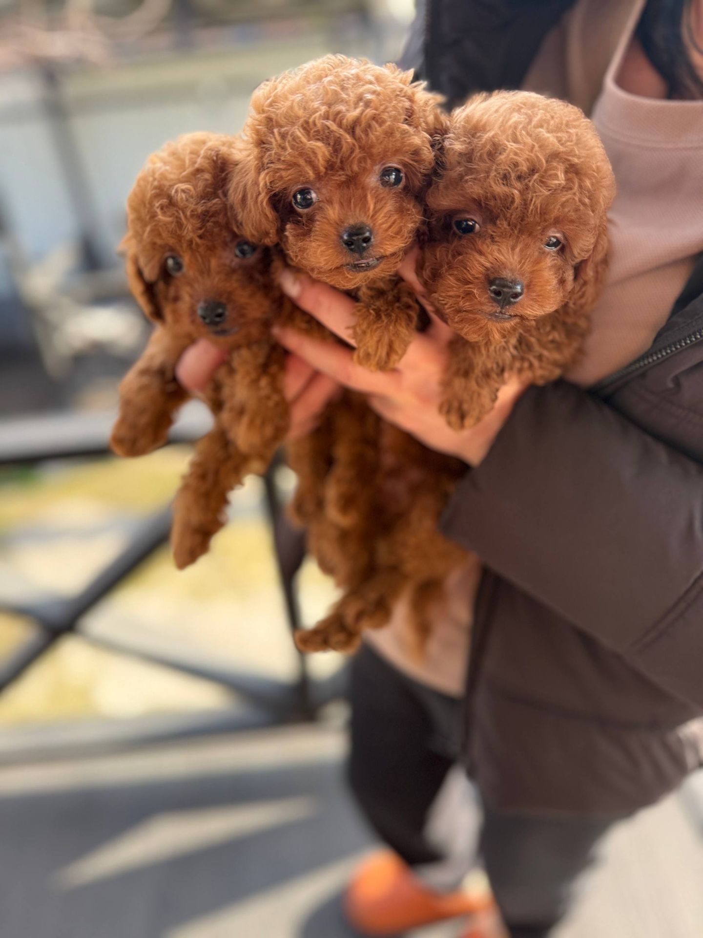 Цуценята той пуделя