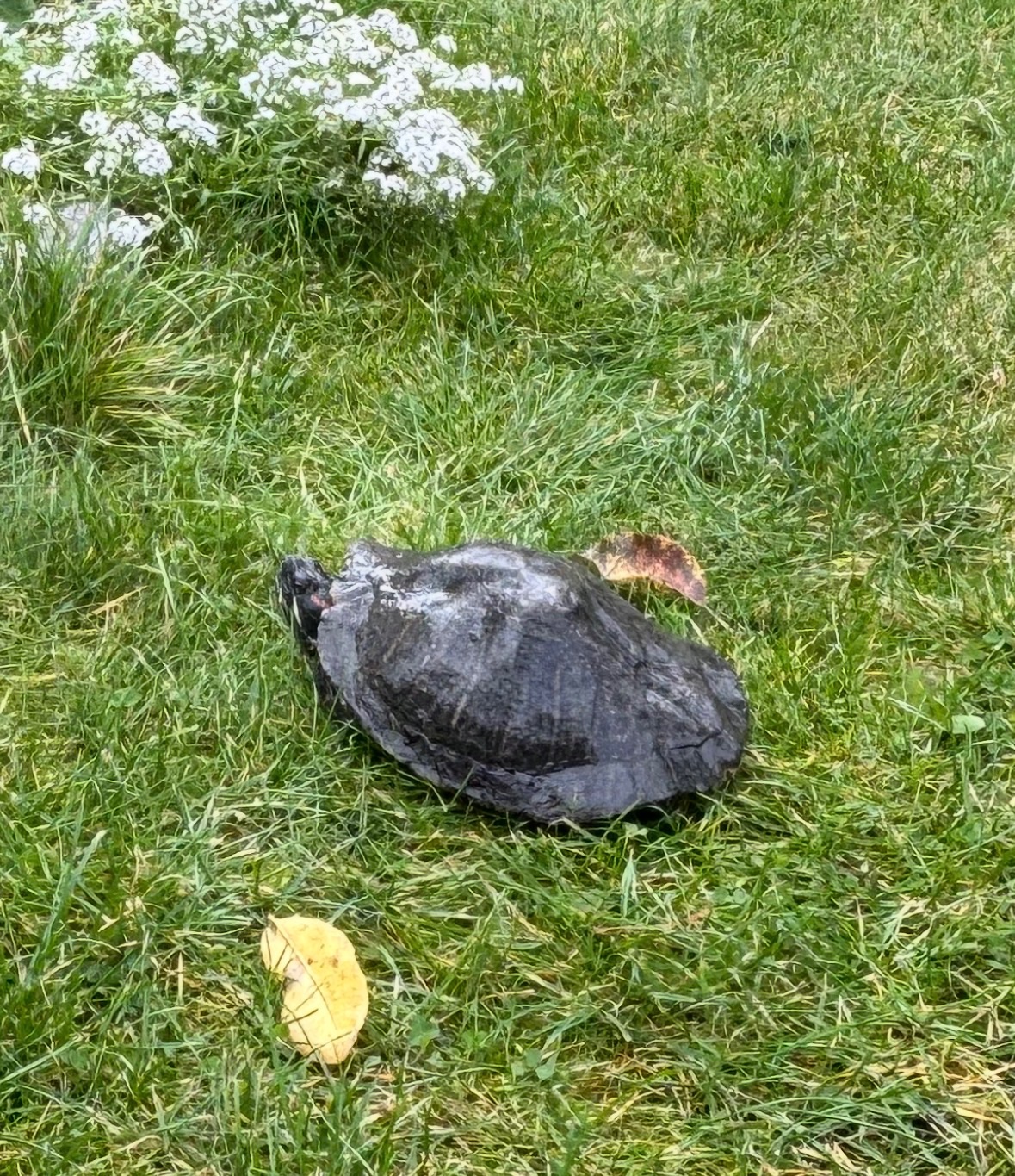 Червоновуха черепаха