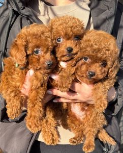 Цуценята той пуделя