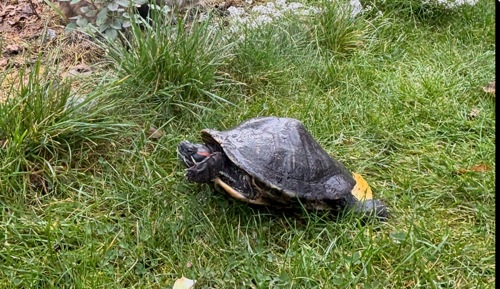 Червоновуха черепаха