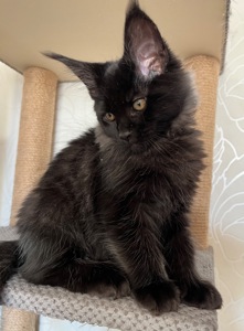 Кошеня Мейн-кун хлопчик