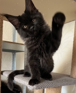 Кошеня Мейн-кун хлопчик