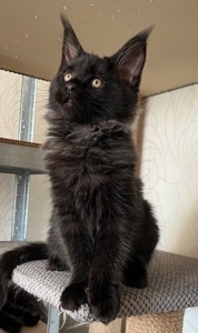 Кошеня Мейн-кун хлопчик