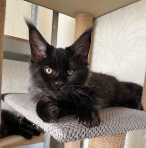 Кошеня Мейн-кун хлопчик