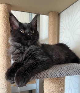 Кошеня Мейн-кун хлопчик