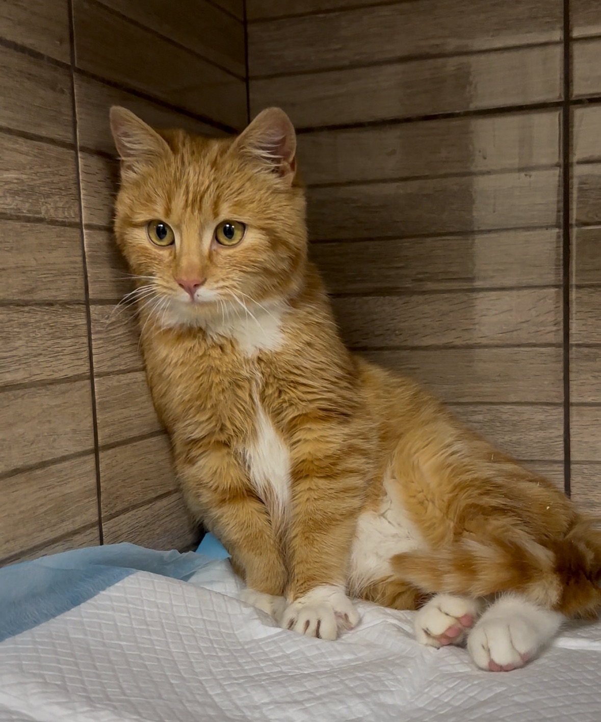 Шукає родину руденька кошеня дівчинка! 9 міс