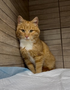 Шукає родину руденька кошеня дівчинка! 9 міс