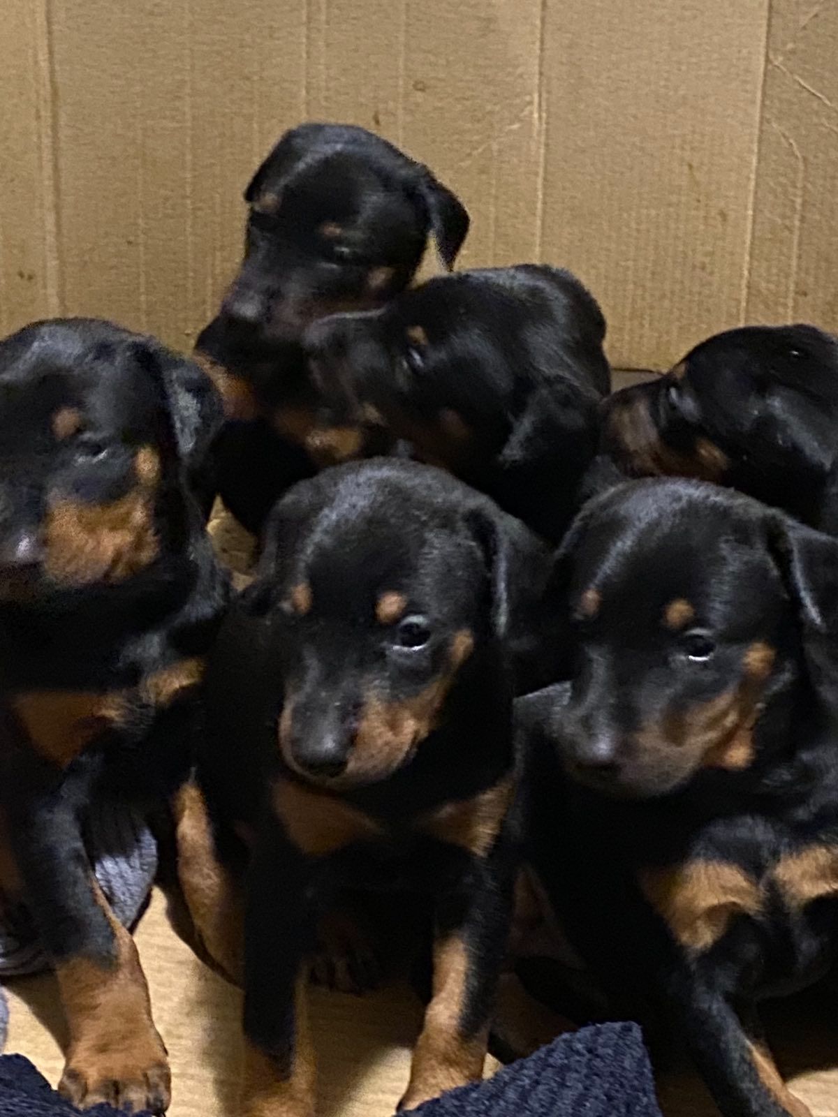 Цуценята добермана