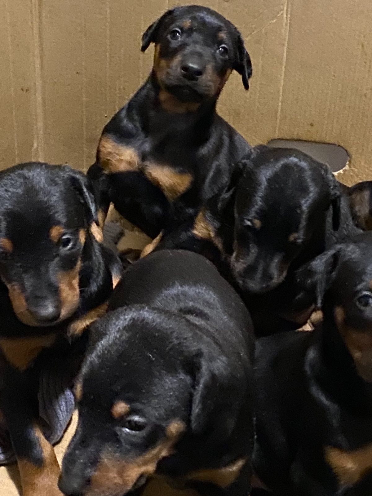 Цуценята добермана