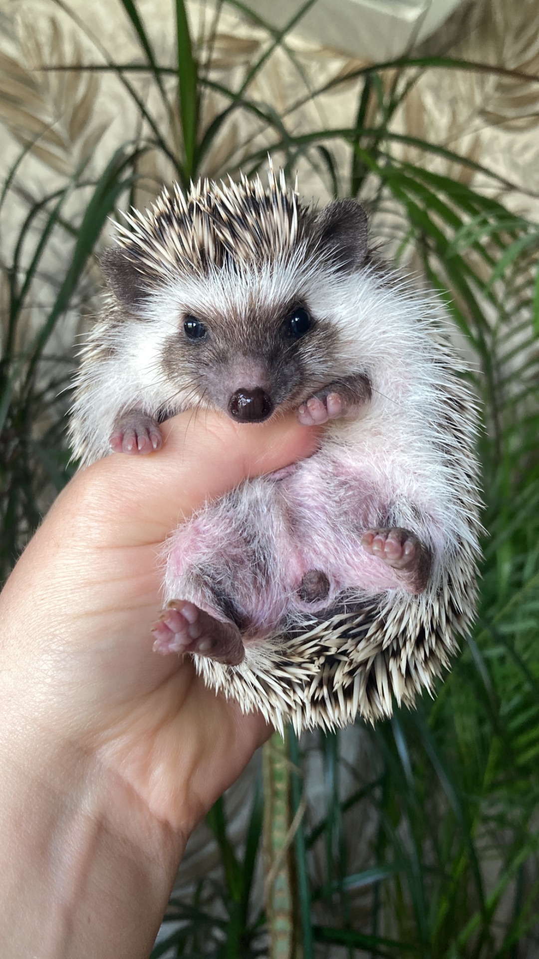 Їжак карликовий африканський ежик