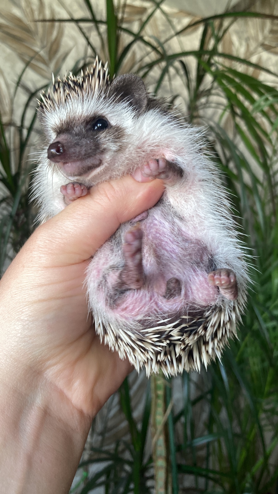 Їжак карликовий африканський ежик