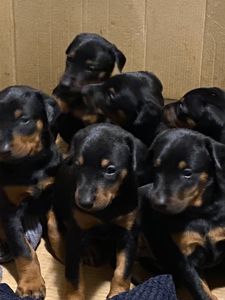 Цуценята добермана