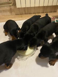 Цуценята добермана