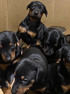 Цуценята добермана