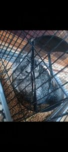 Шиншила звичайна довгохвоста