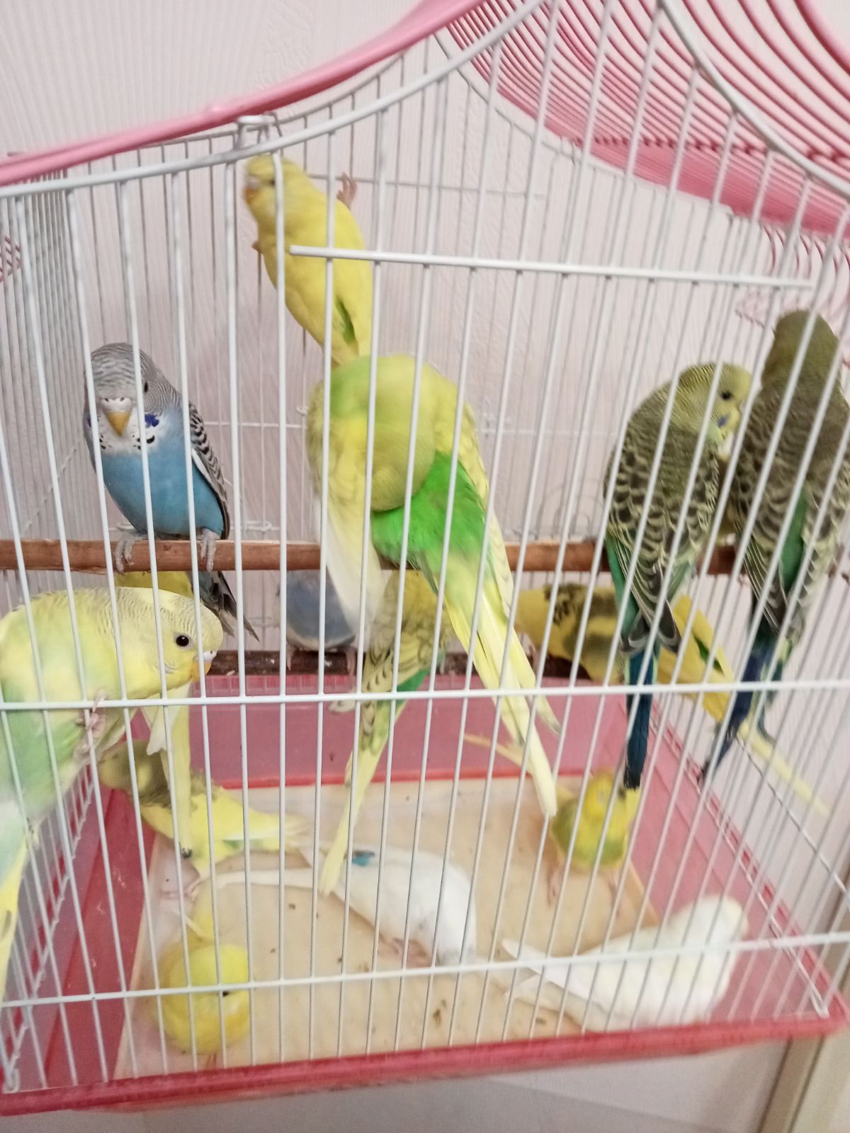 Хвилясті папуги