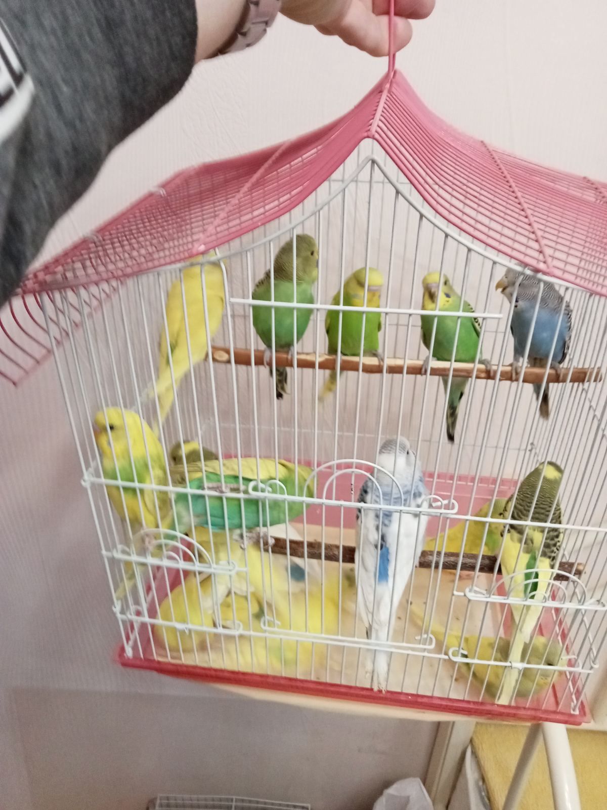 Хвилясті папуги