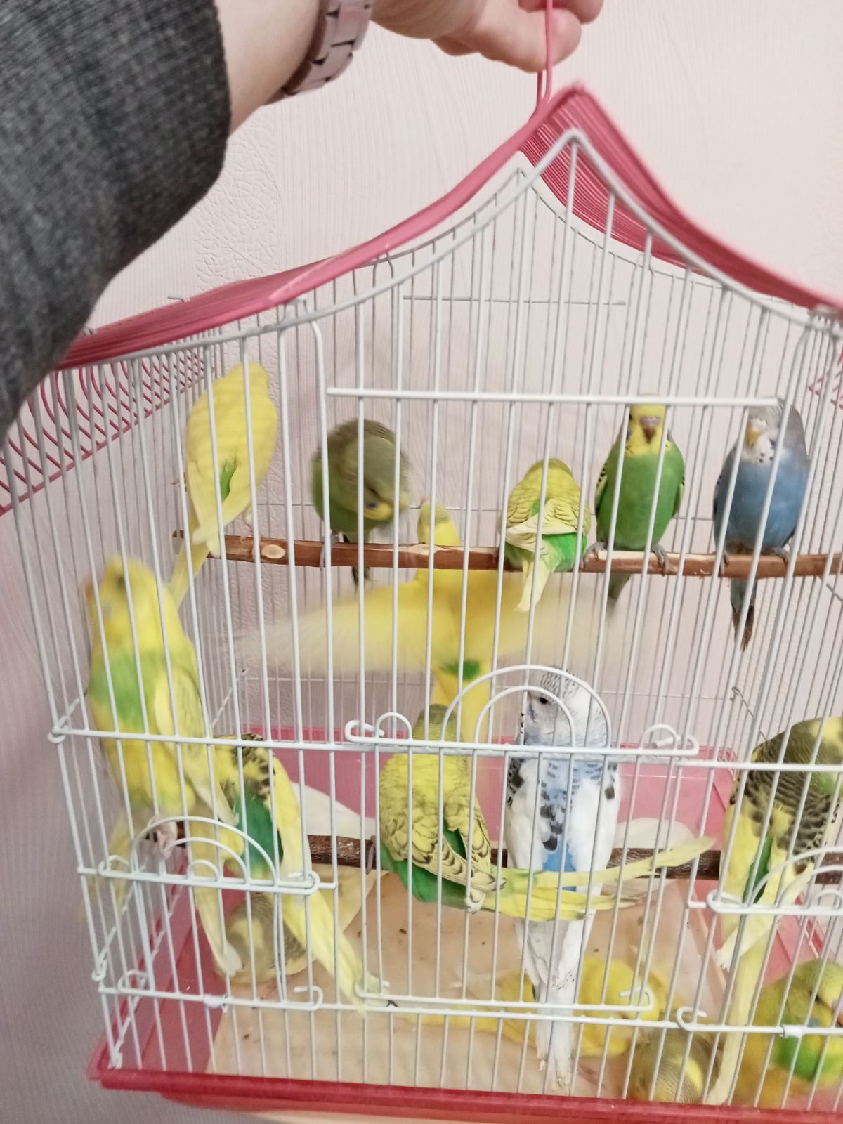 Хвилясті папуги