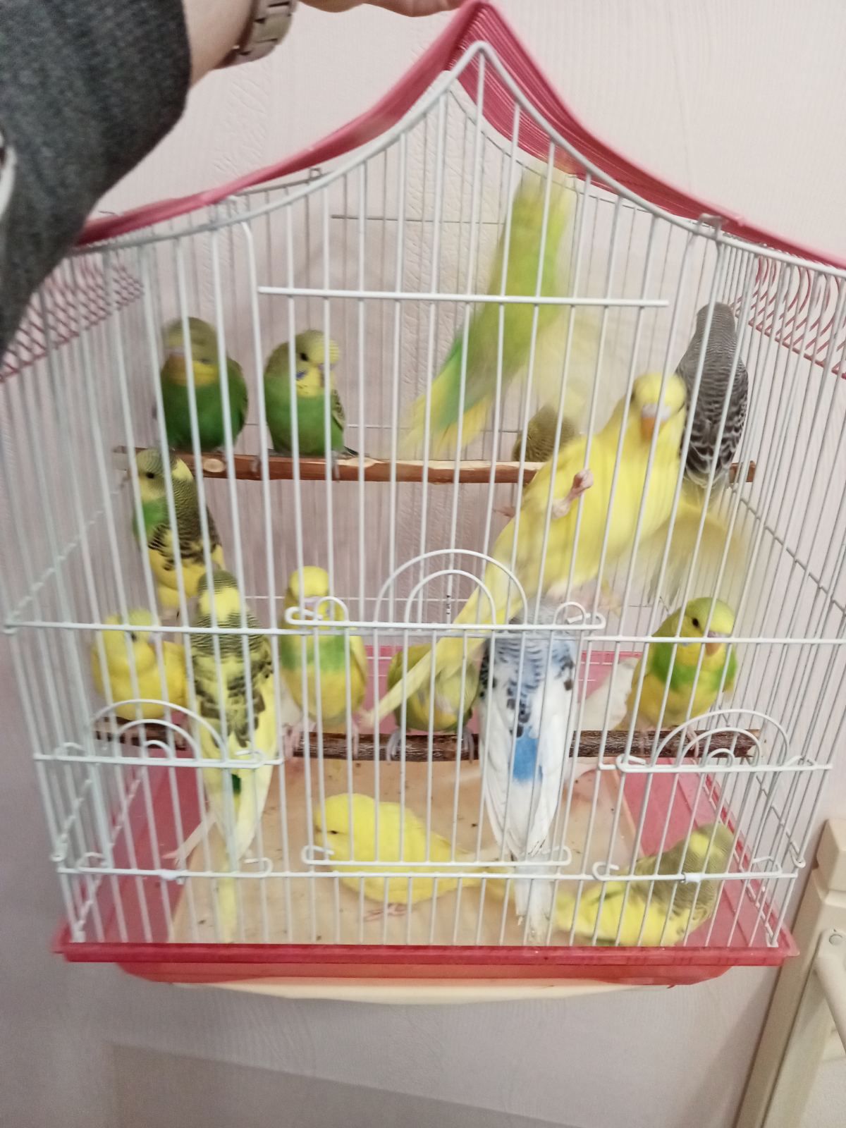 Хвилясті папуги