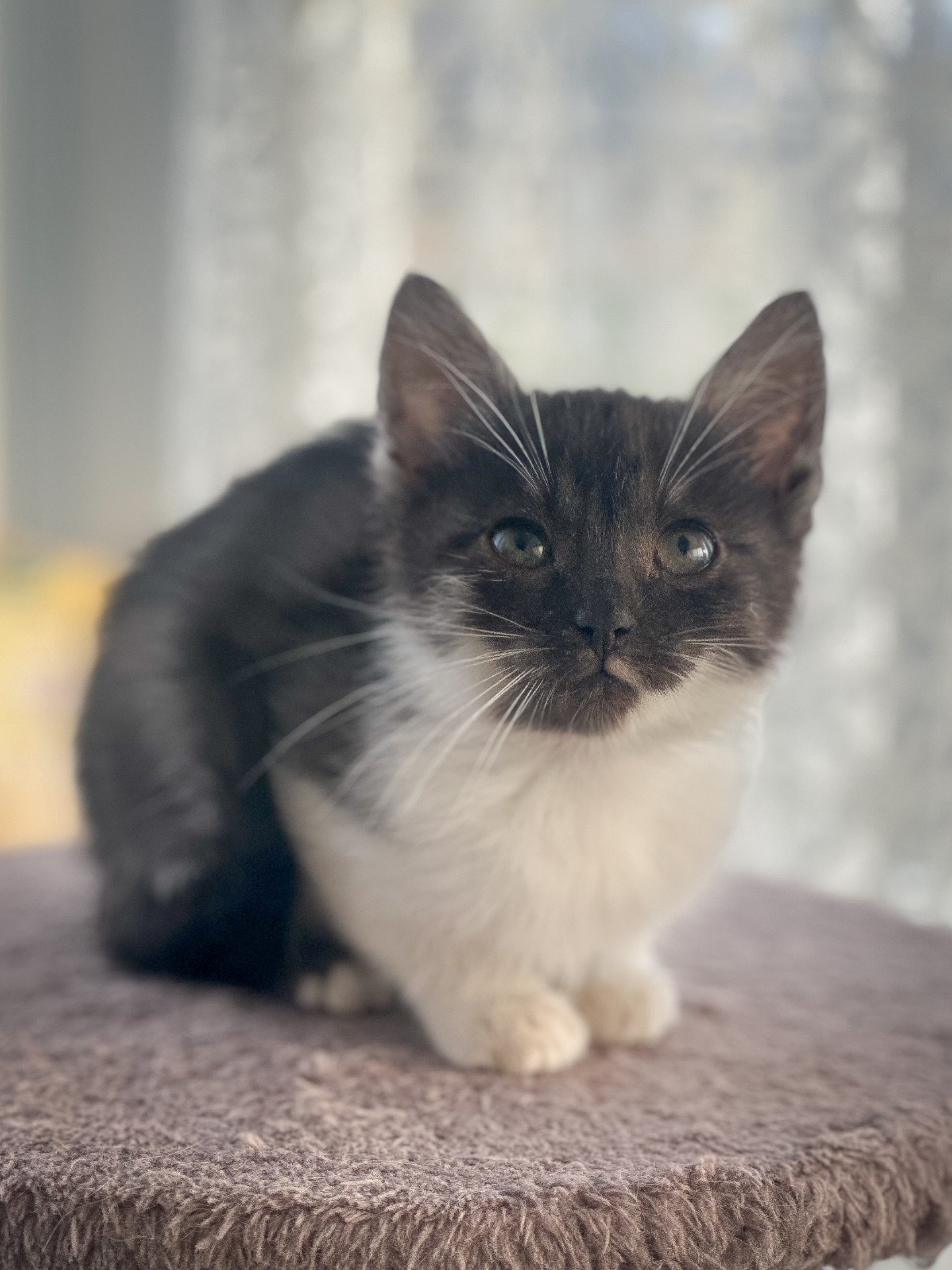 Містелла шукає дім!