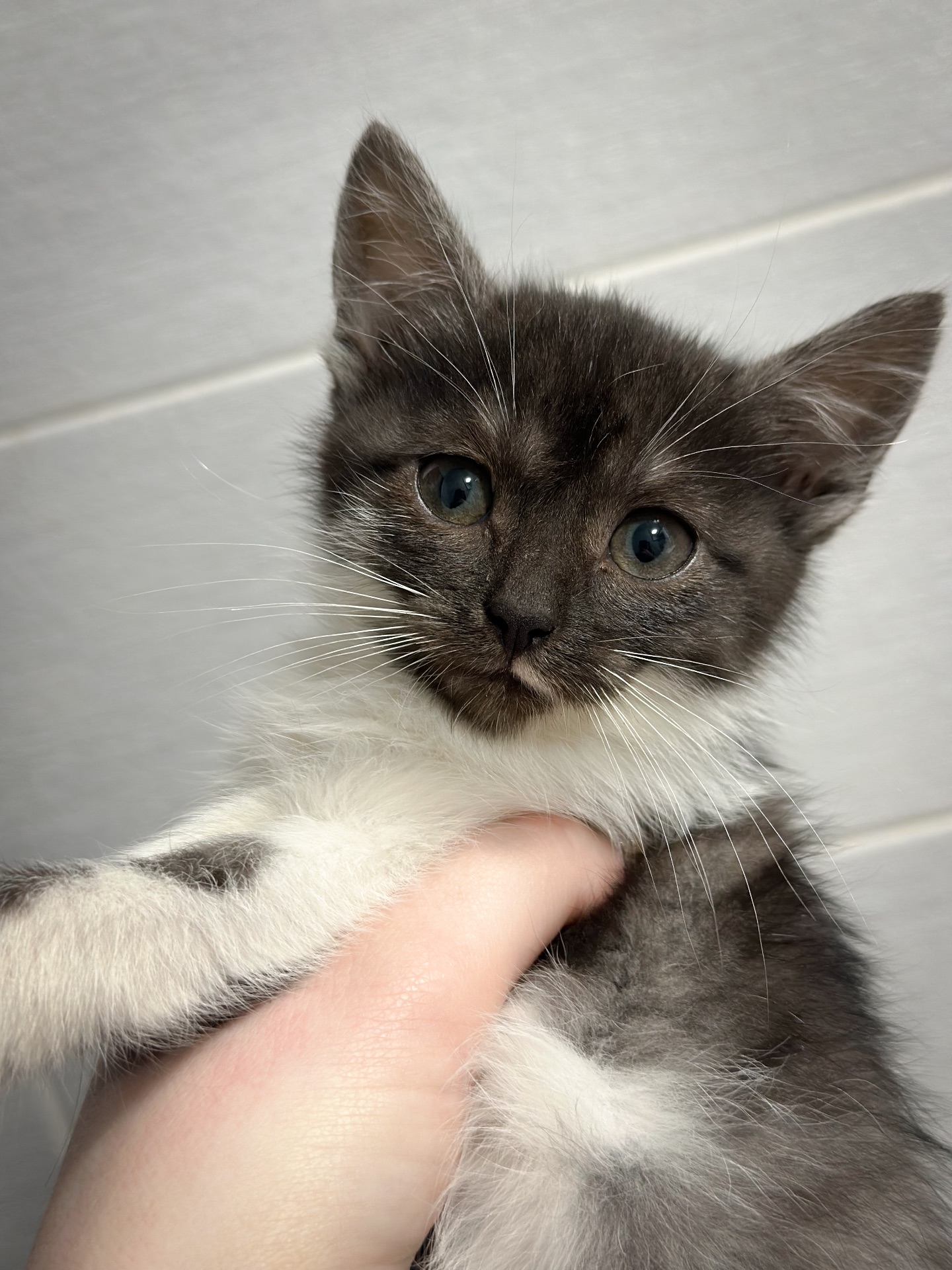 Містелла шукає дім!