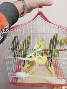 Хвилясті папуги