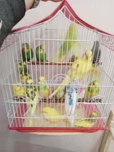 Хвилясті папуги