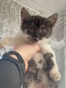 Містелла шукає дім!