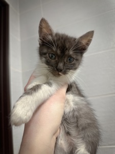 Містелла шукає дім!