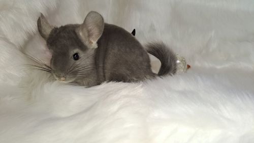 Хлопчик фіолетовий ебоні