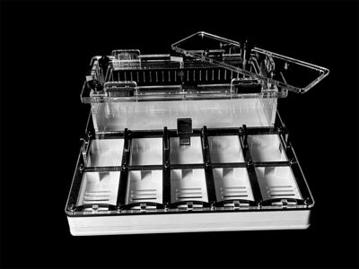 Муравьиная ферма с гипсом для Camponotus, Pheidole. Без побега! Доставка Украина