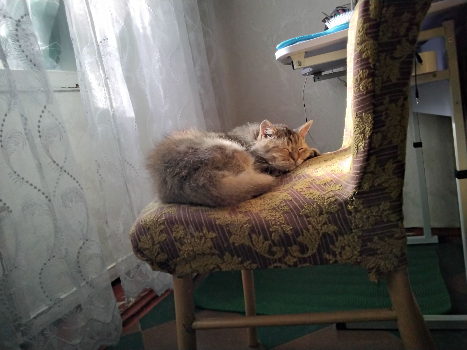 Ласковая, спокойная, культурная кошка в добрые руки