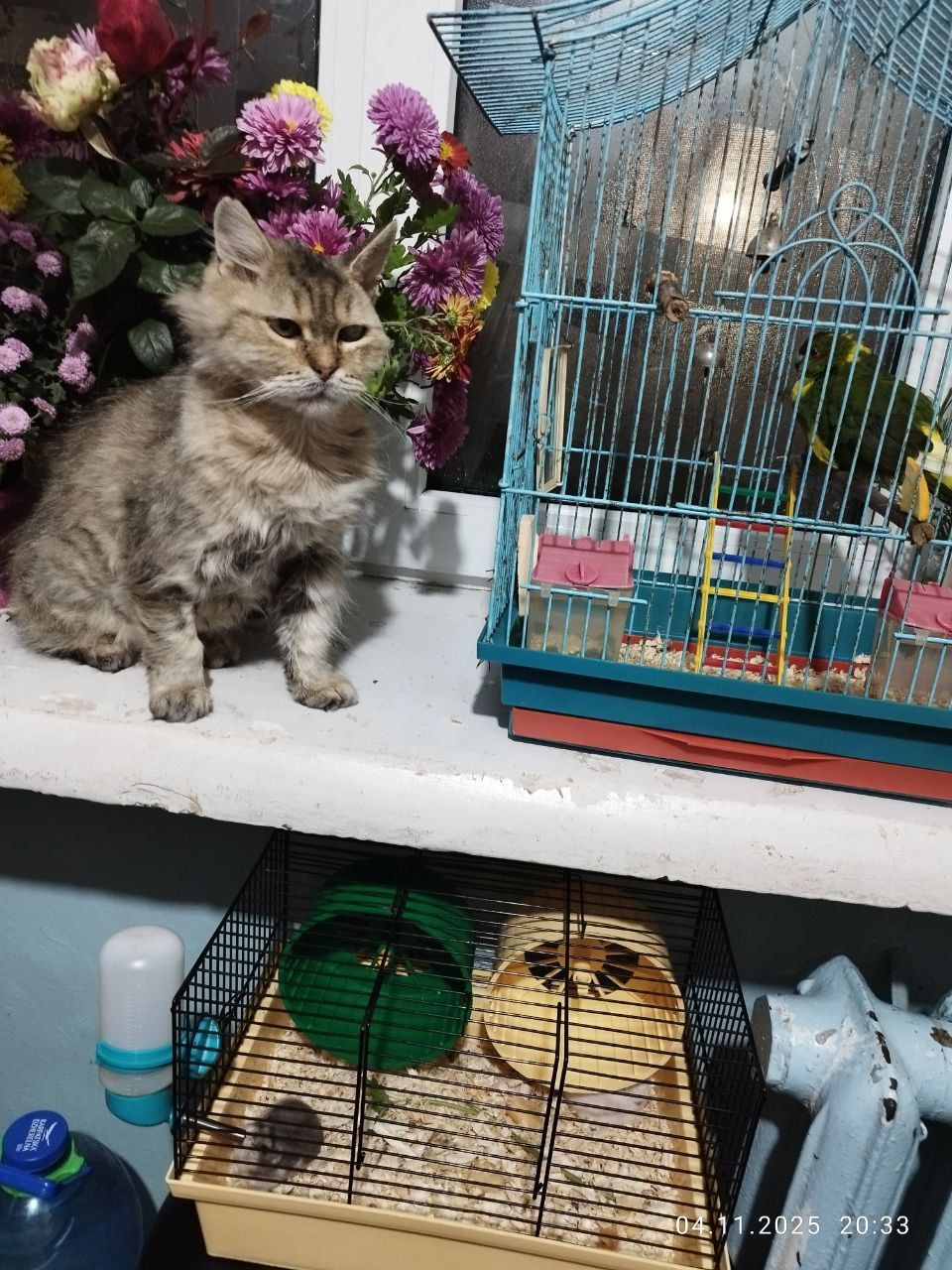 Ласковая, спокойная, культурная кошка в добрые руки