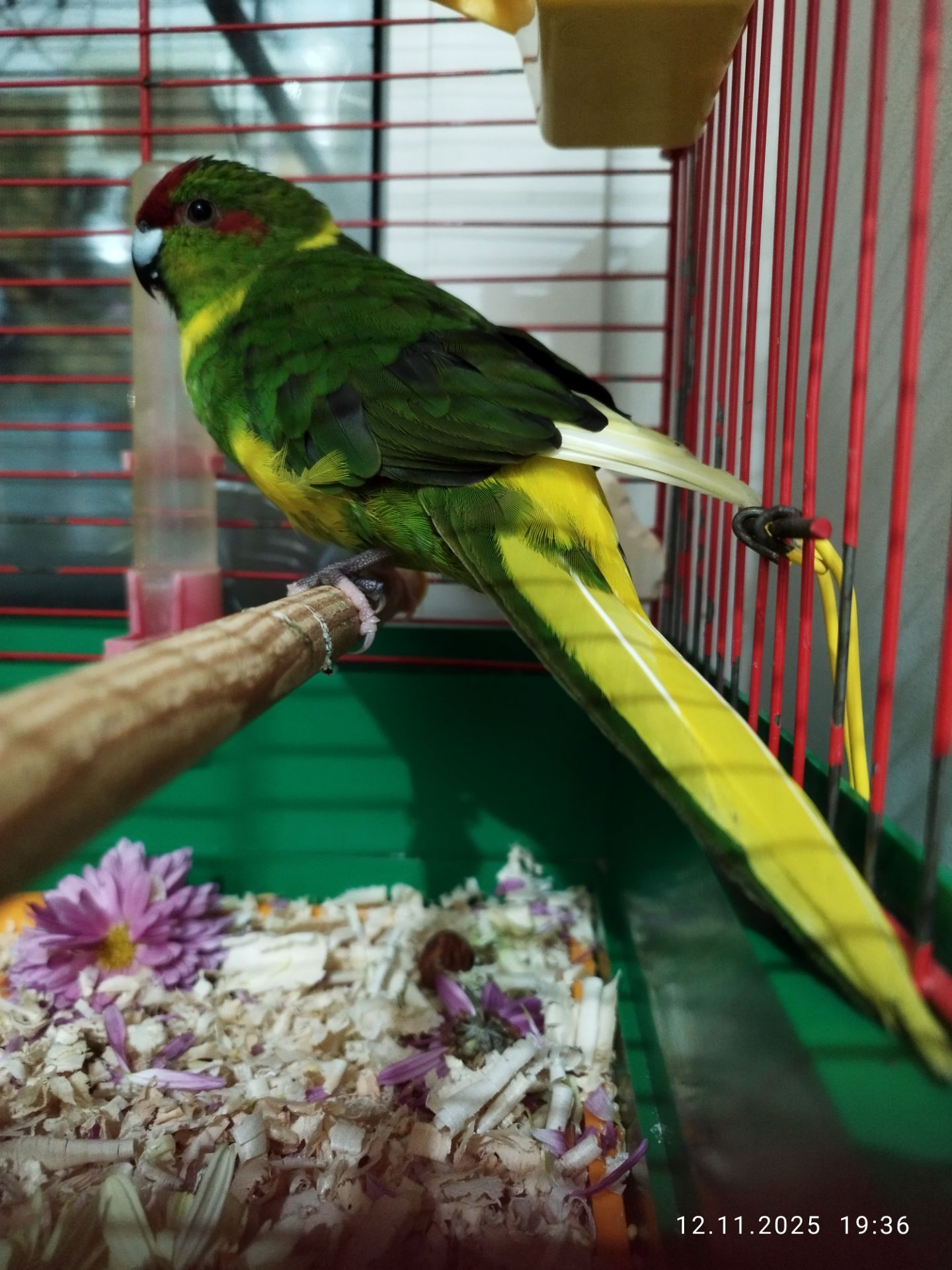 Какарик девочка