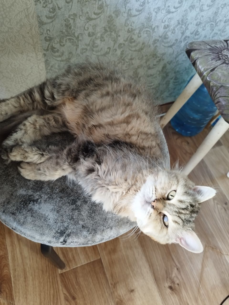 Ласковая, спокойная, культурная кошка в добрые руки