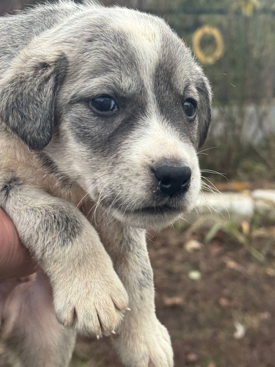 Цуценята Лабладор