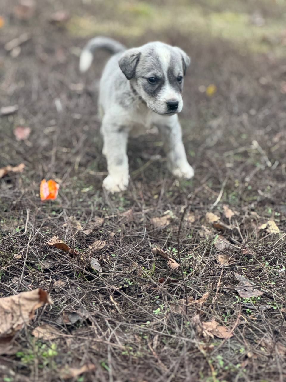 Цуценята Лабладор